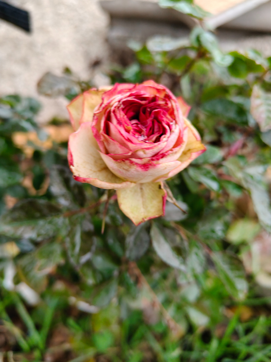 Так и не раскроется