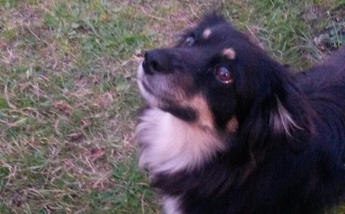 Очень трудно объяснить собаке, что такое мессенджер и почему его отключают / Фото: Vostok.Today