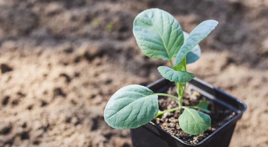 Когда сажать капусту на рассаду в 2026 году: полный гид для богатого урожая