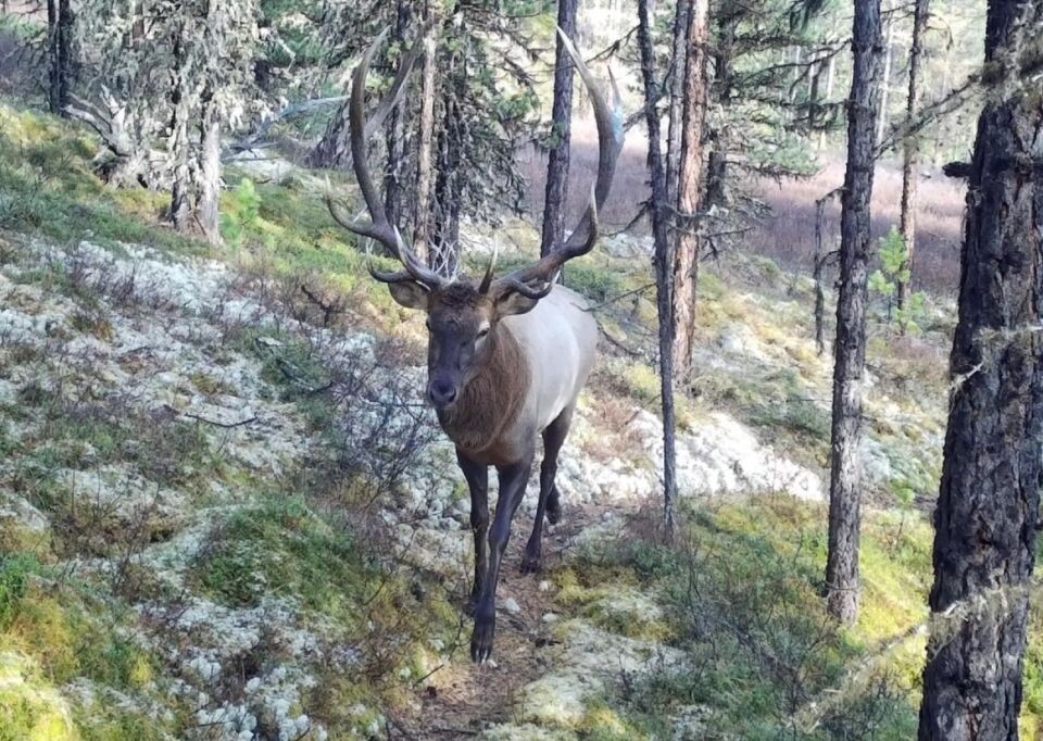    Республика Алтай. Источник: t. me/altzap