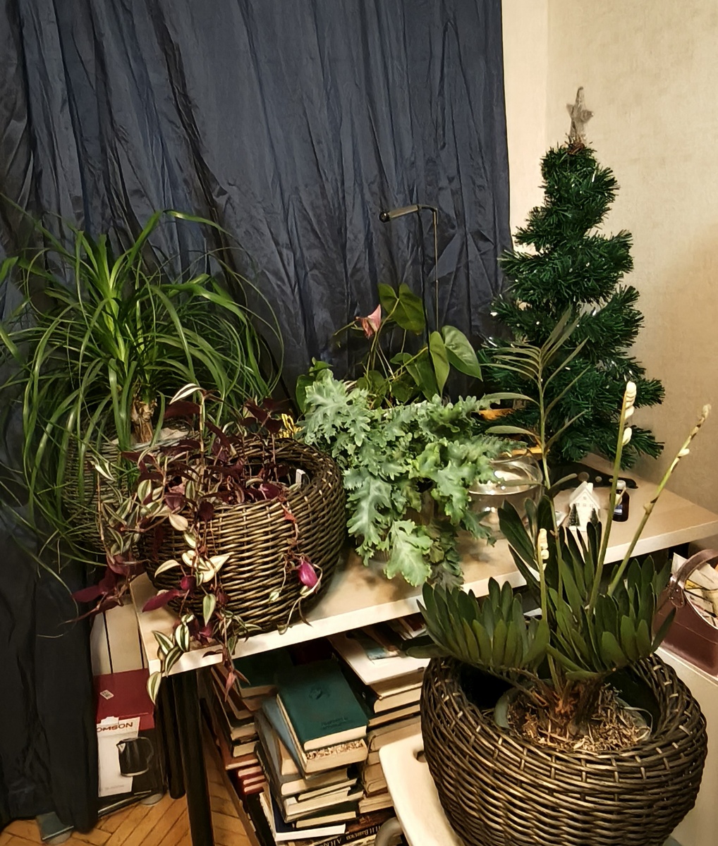 На книги не смотрите - делаю ремонт в соседней комнате, пришлось книжные шкафы перенести в мою и разложить временно, где поместятся.     Ёлка новогодняя всё ещё ждёт украшений. В пятницу запланировала ее наряжать. 