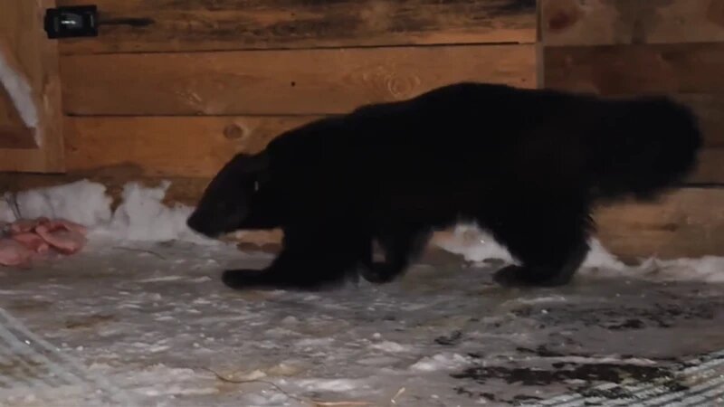     378333 Зоопарк Лесная Сказка