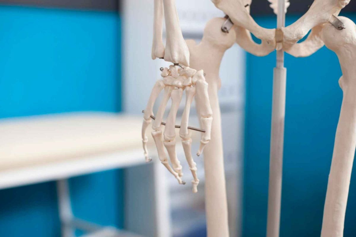    Скелет руки / © DC Studio, freepik
