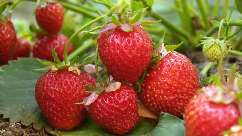 Результат восстановления старых кустов