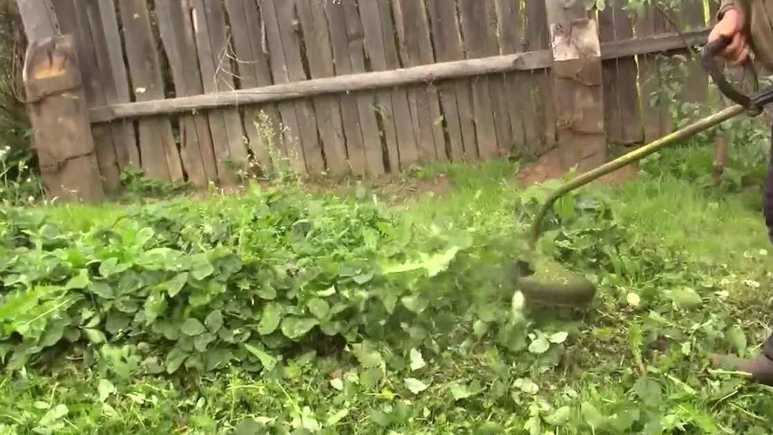 Скашивание триммером - простой способ омоложения старых кустов
