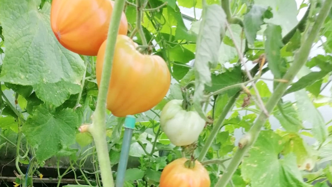 Дедовские сорта томатов плотные и мясистые