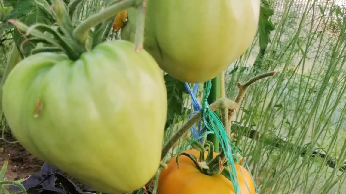 Урожай с одного куста сорта "Бычье сердце" - 3,8 кг против 2,5 кг у лучшего гибрида
