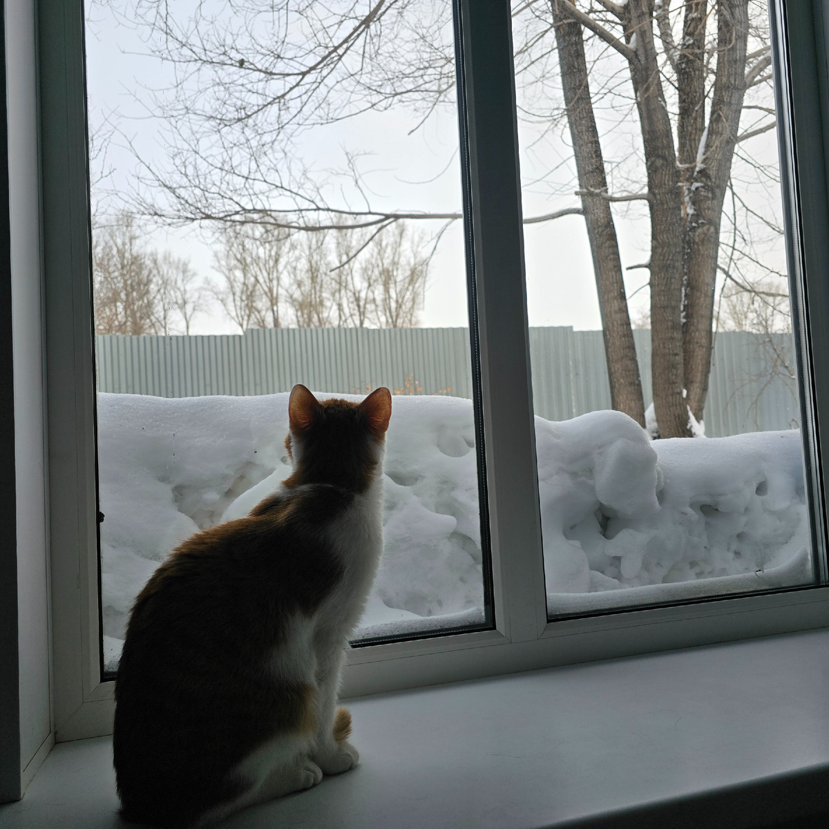 Тот же Орион в глубокой медитации