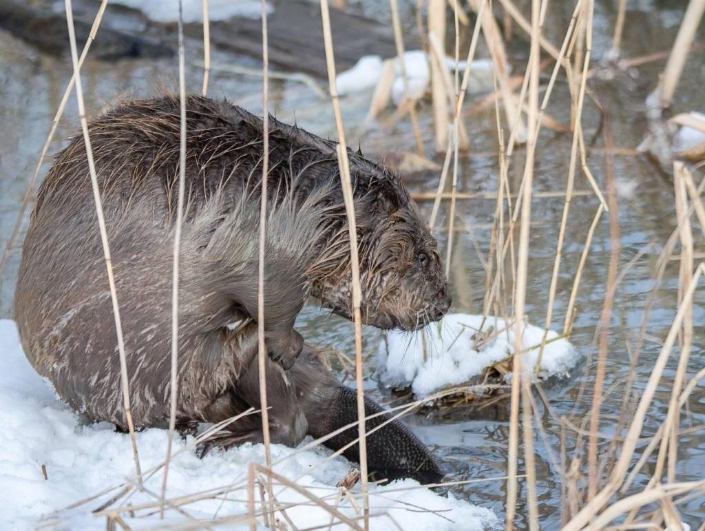    Анна Мостовая