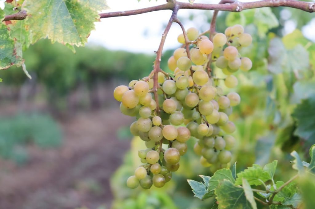    Фото: «Тамань».