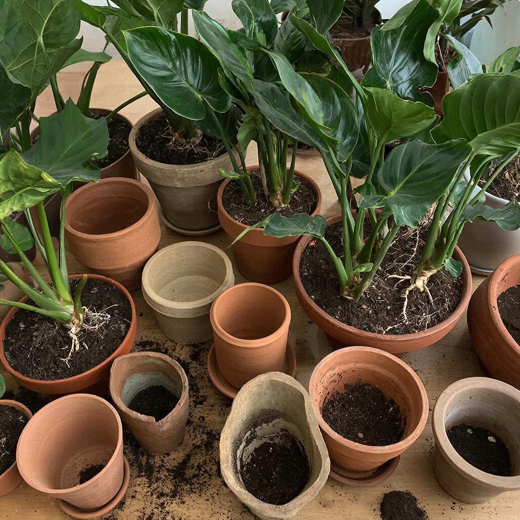 за час до пересадки поливаю растения