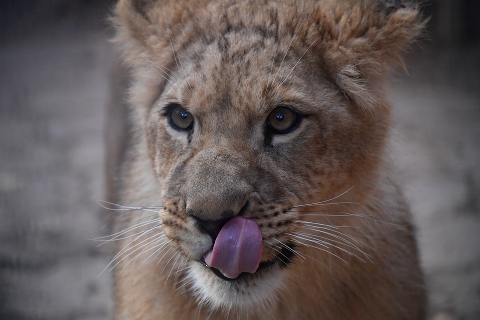    Многие переживают, что львенка могут использовать для коммерческих фотосессий. Иван МАКЕЕВ