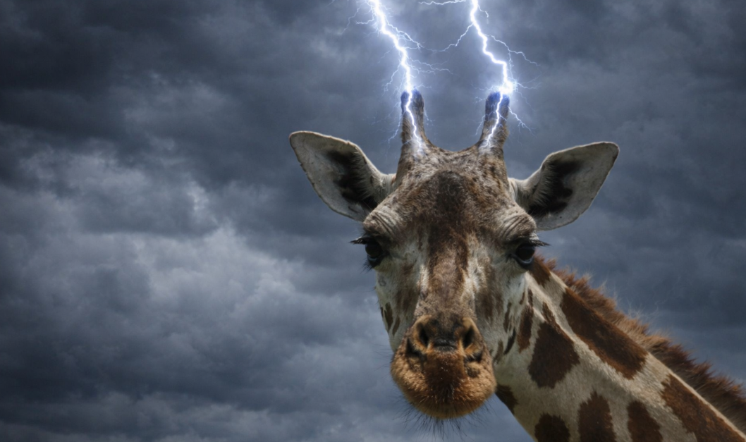 Жираф и молния