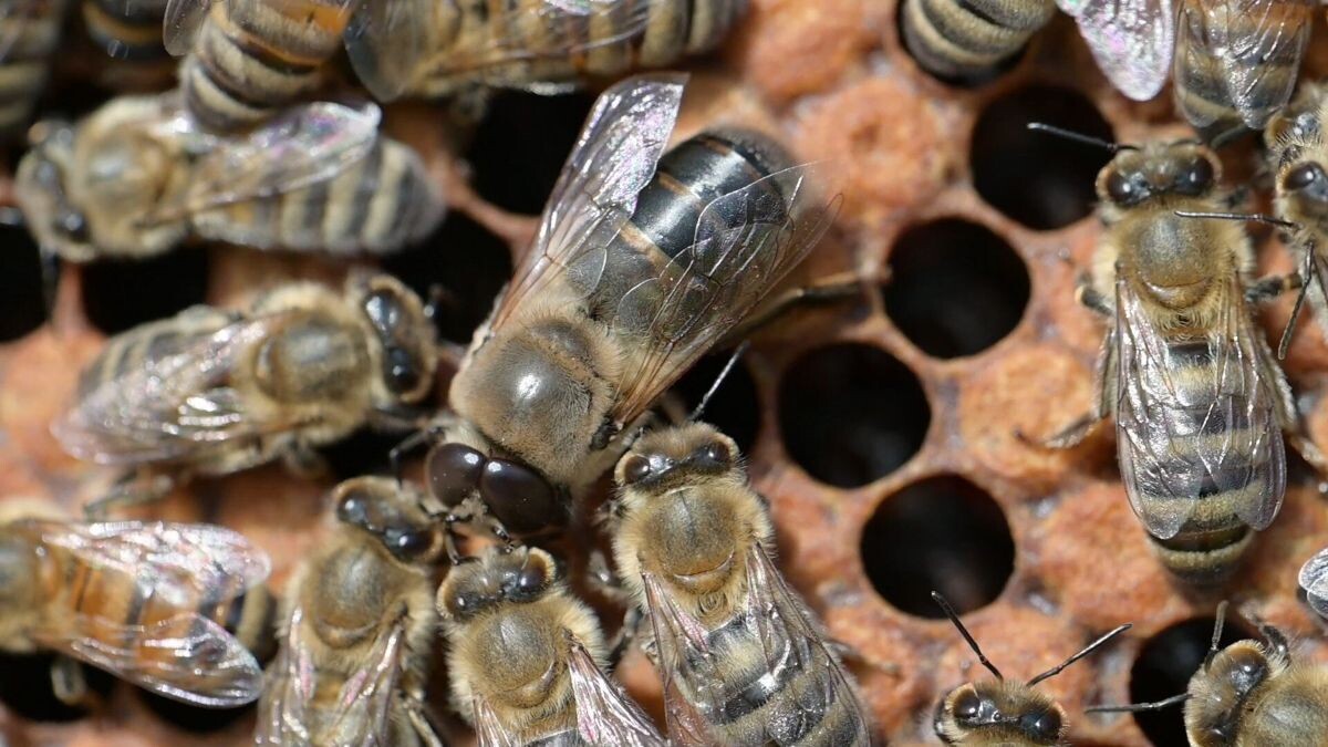    Трутень выпрашивает еду у рабочих пчел / © HHU/Steffen Köhler