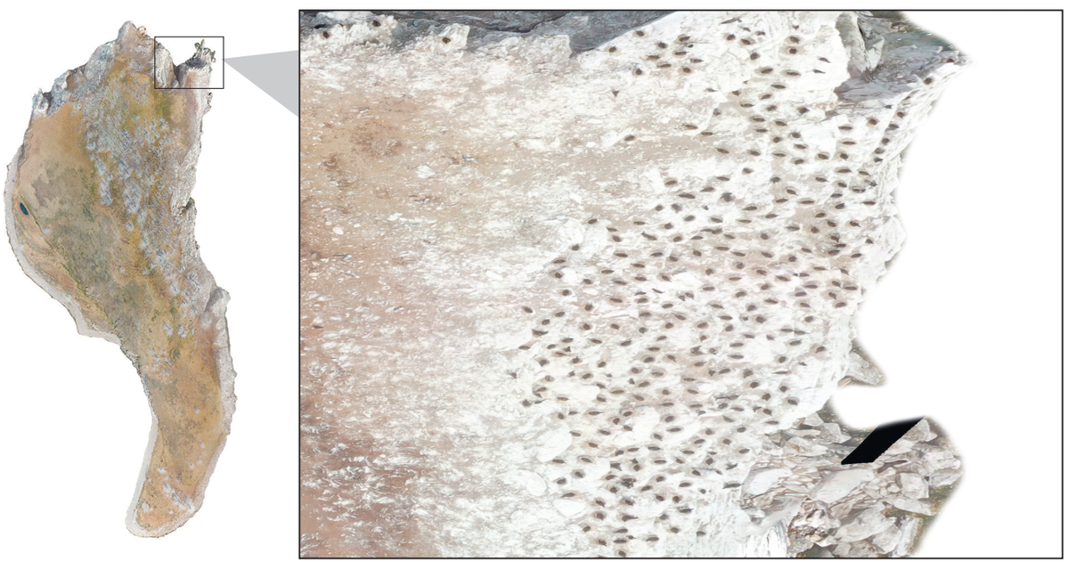 Ортофотоплан