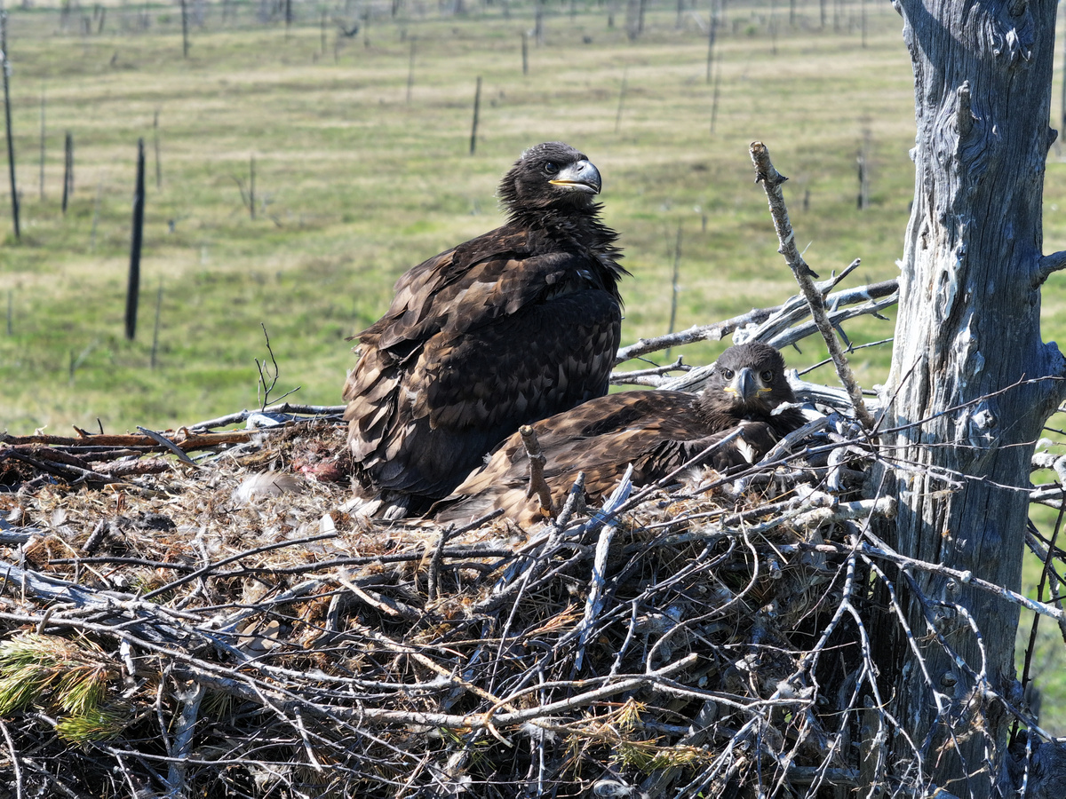 Птенцы орлана-белохвоста 