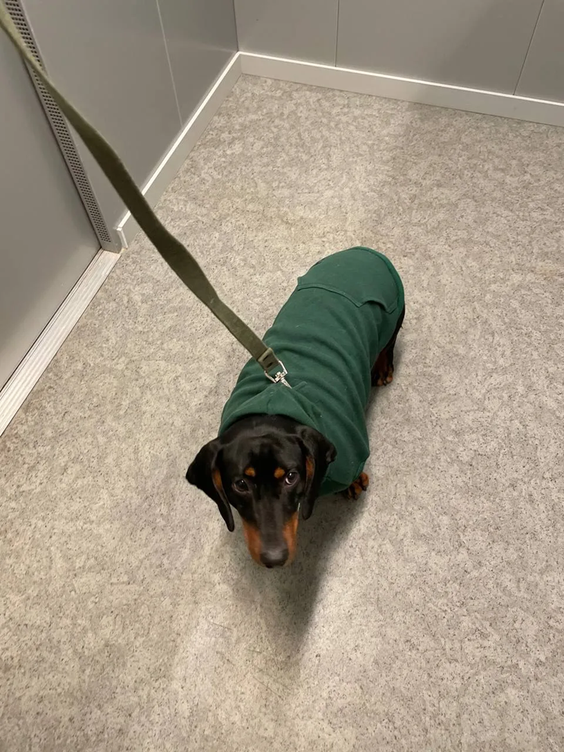 Из толстовки соорудили кофту для Рикки.