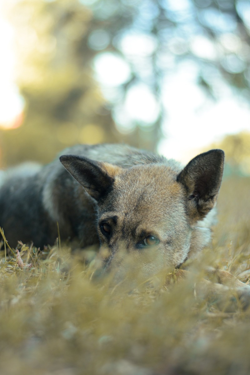   Деятельность Татьяны Макаровой изначально вызывала доверие у зоозащитного сообщества