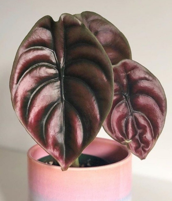 Фото с интернета. Аллоказия Медная.