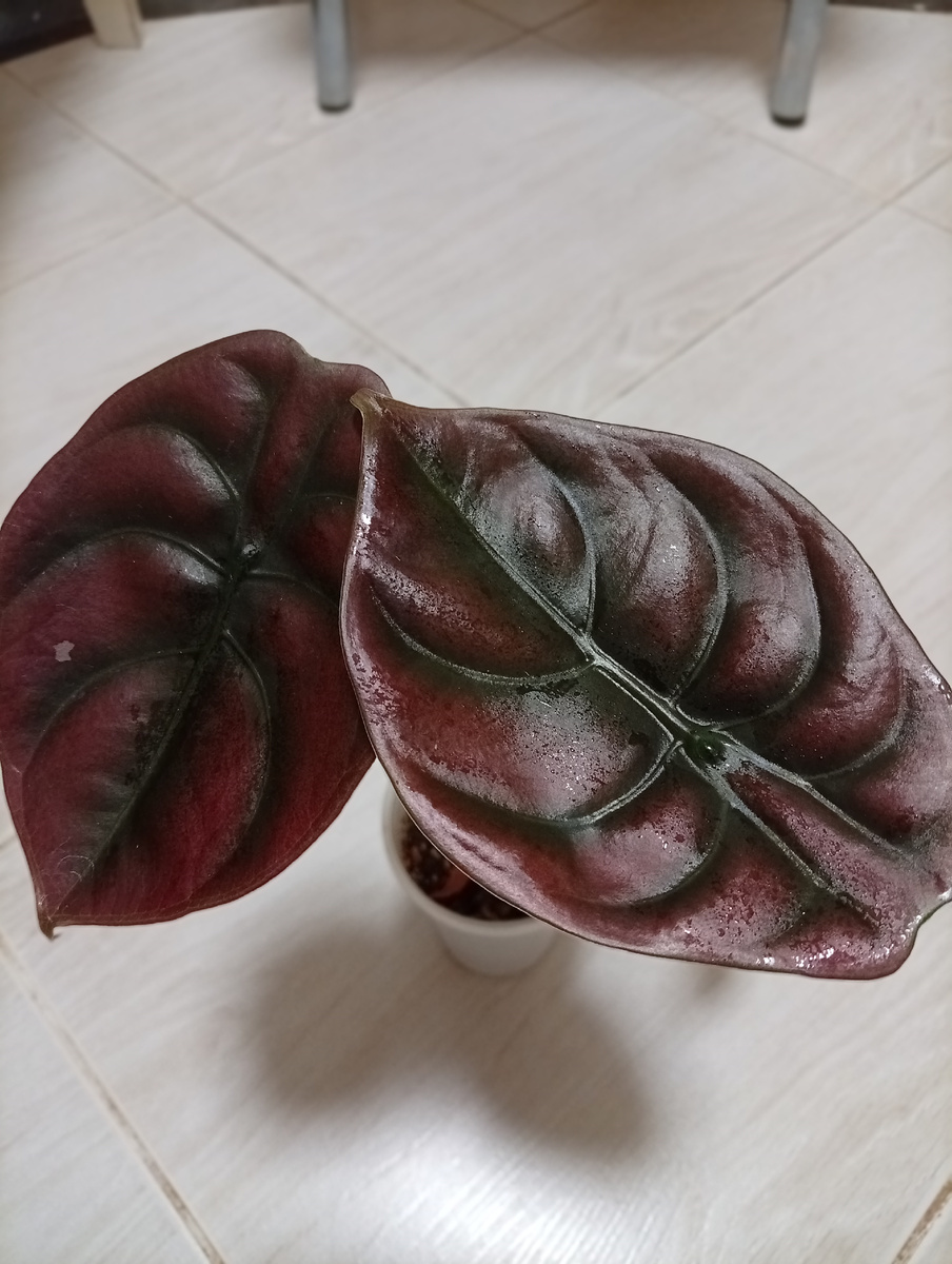 А вот это- моя аллоказия.