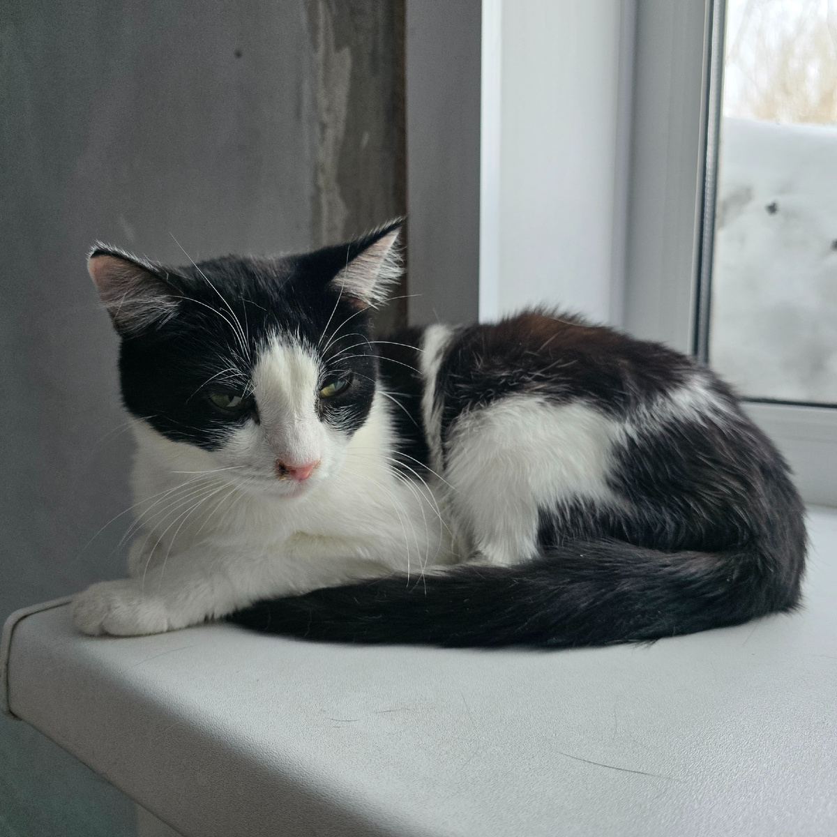 свернувшийся комочек страха на подоконнике