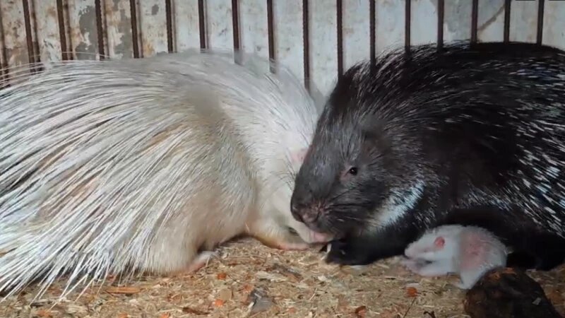     В «Лесной сказке» у пары дикобразов впервые родились малыши. Паблик зоопарка «Лесная сказка» во ВКонтакте