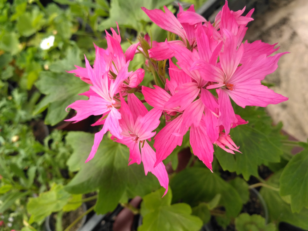 Герань (пеларгония) звездчатая
Источник фото shutterstock.com