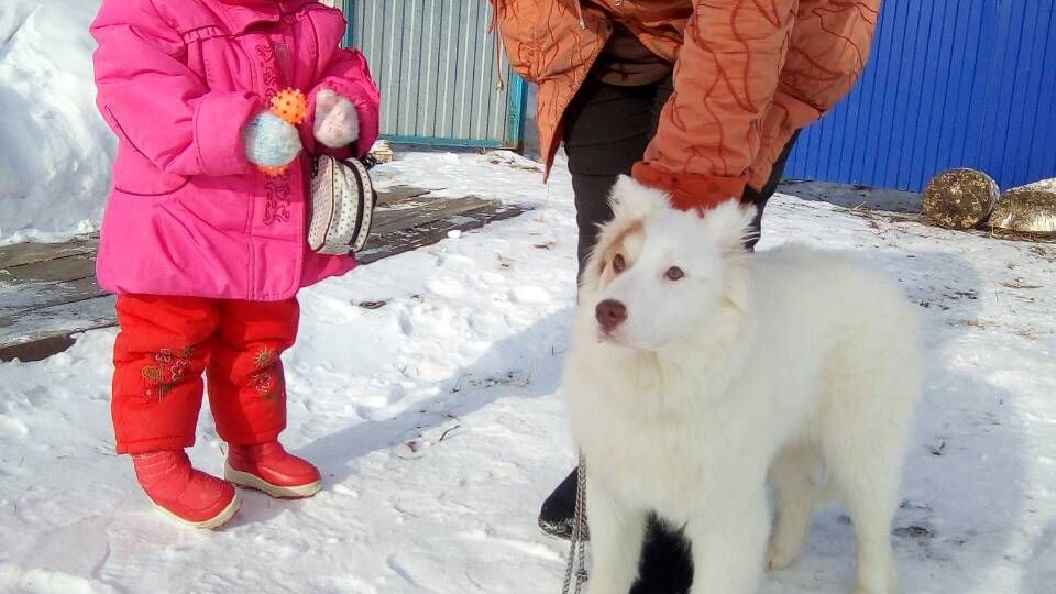 Что делать, если ваша собака упала в колодец