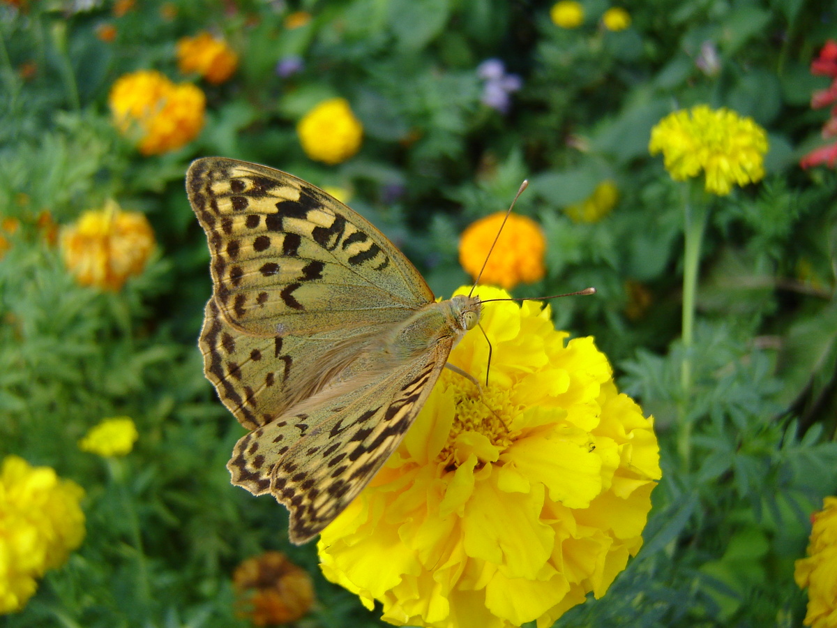 Как же он хорошо сочетается с цветком