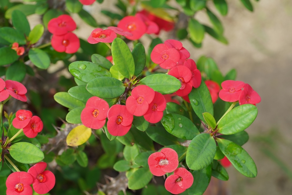 Источник фото shutterstock.com