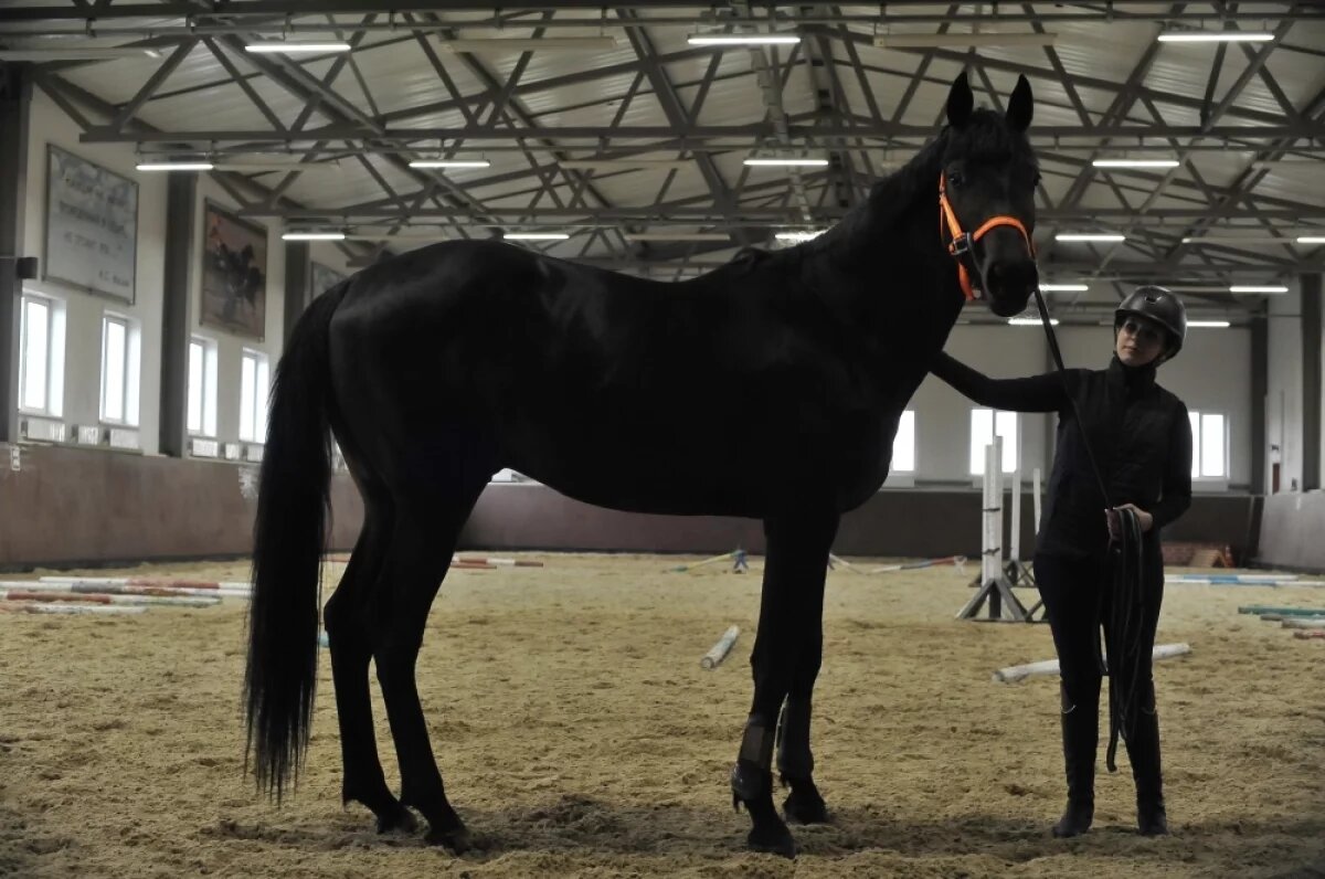    Общение с лошадью и совместные прогулки дают эмоциональную разрядку, успокаивают и дарят новые впечатления.