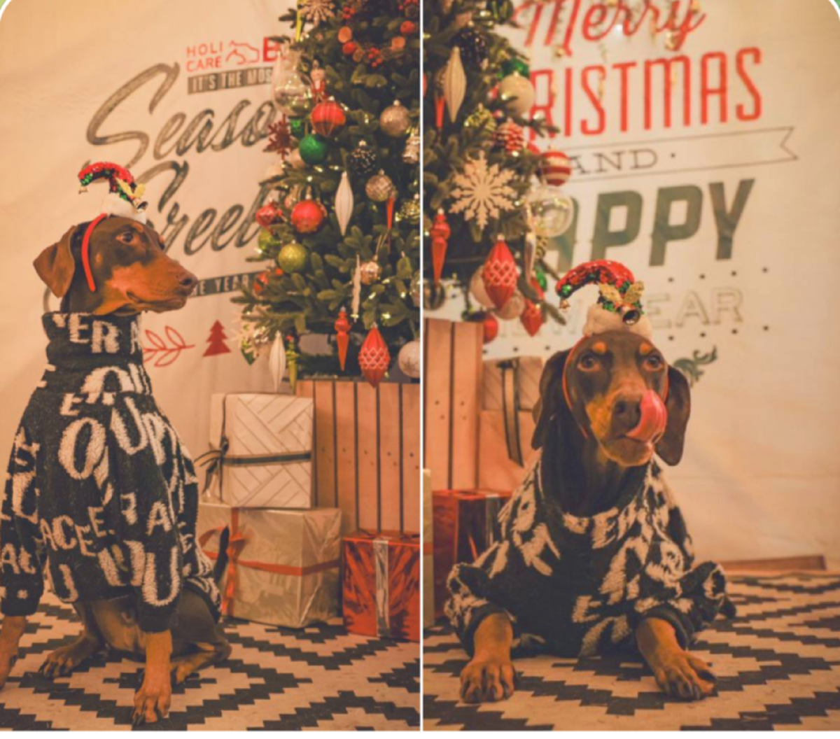 Мистер Бам- любимый питомец #Чонгука!