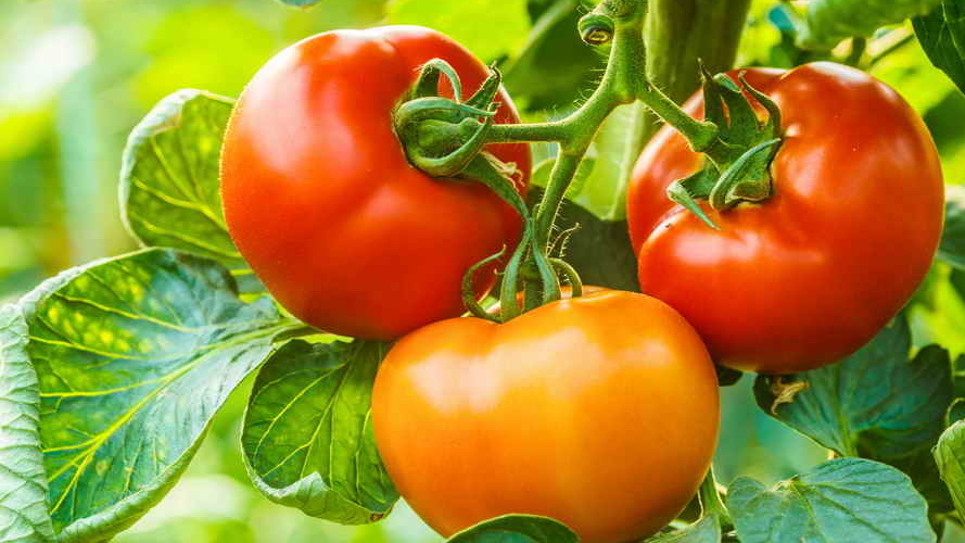 Собираю ранний урожай томатов на 50 дней быстрее. Технология с временными укрытиями для средней полосы