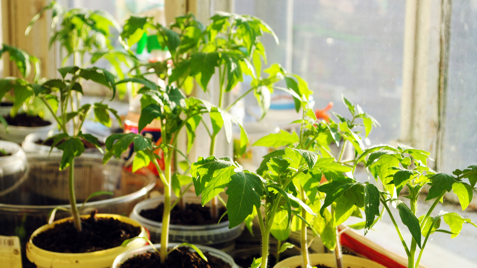 Рассада в возрасте 50 дней - готова к высадке в теплую грядку