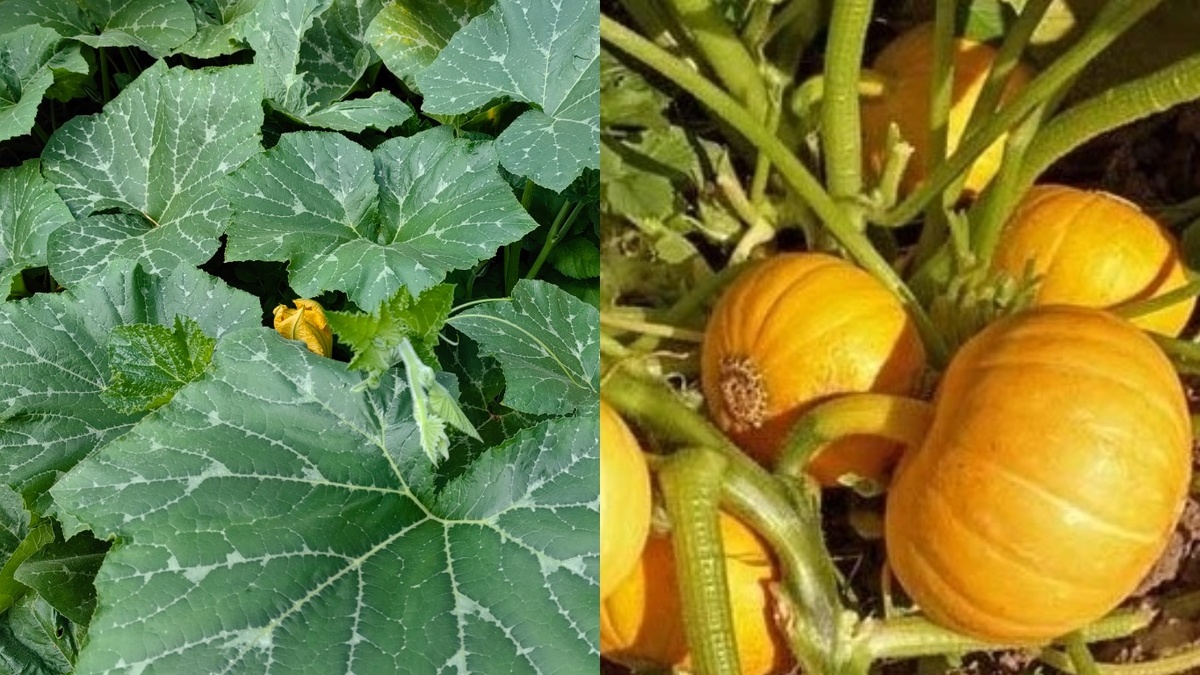 Разница в использовании площади очевидна - кустовые сорта освобождают место для других культур