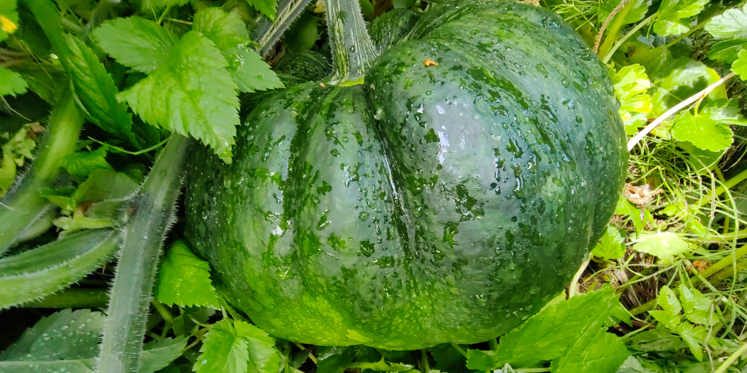 Перешел на кустовые сорта тыквы. Теперь выращиваю овощи между рядами