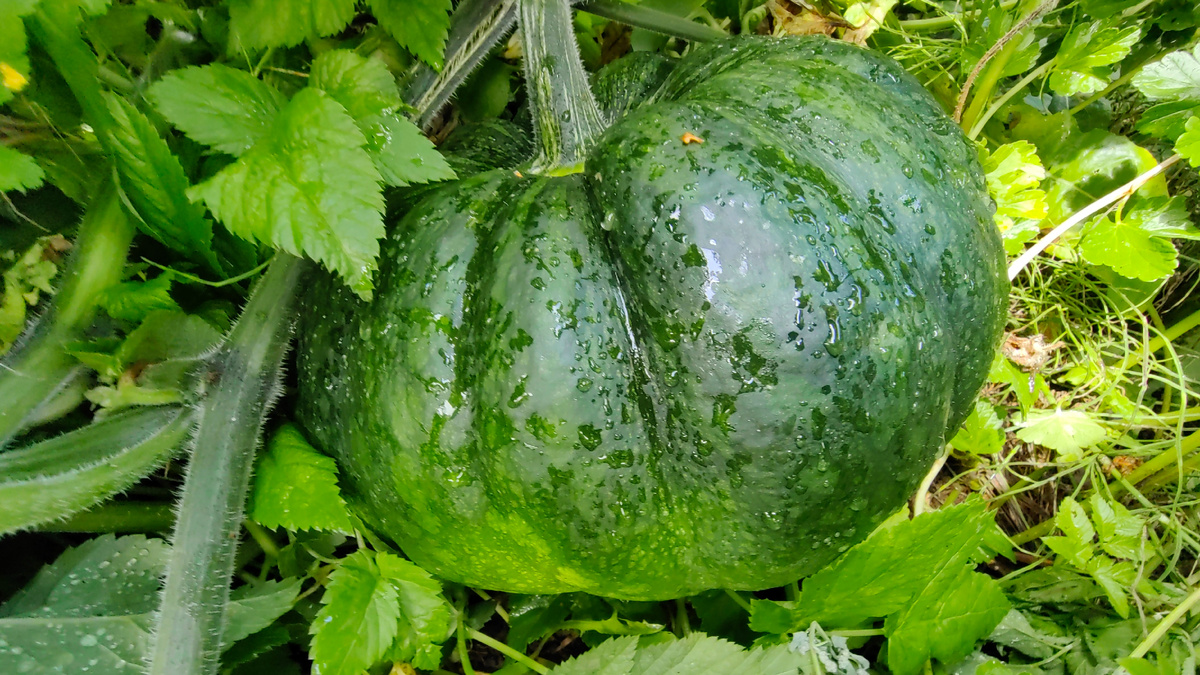 Амбар - самый компактный из всех. 