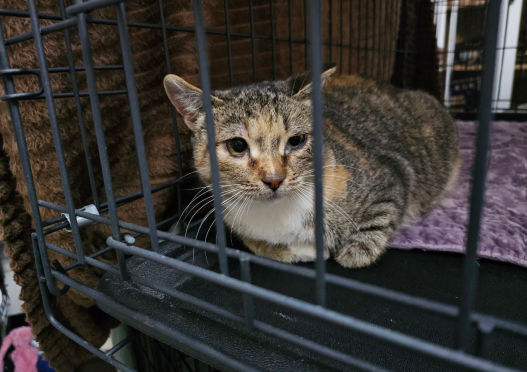 Беременная простуженная киса с кладбища