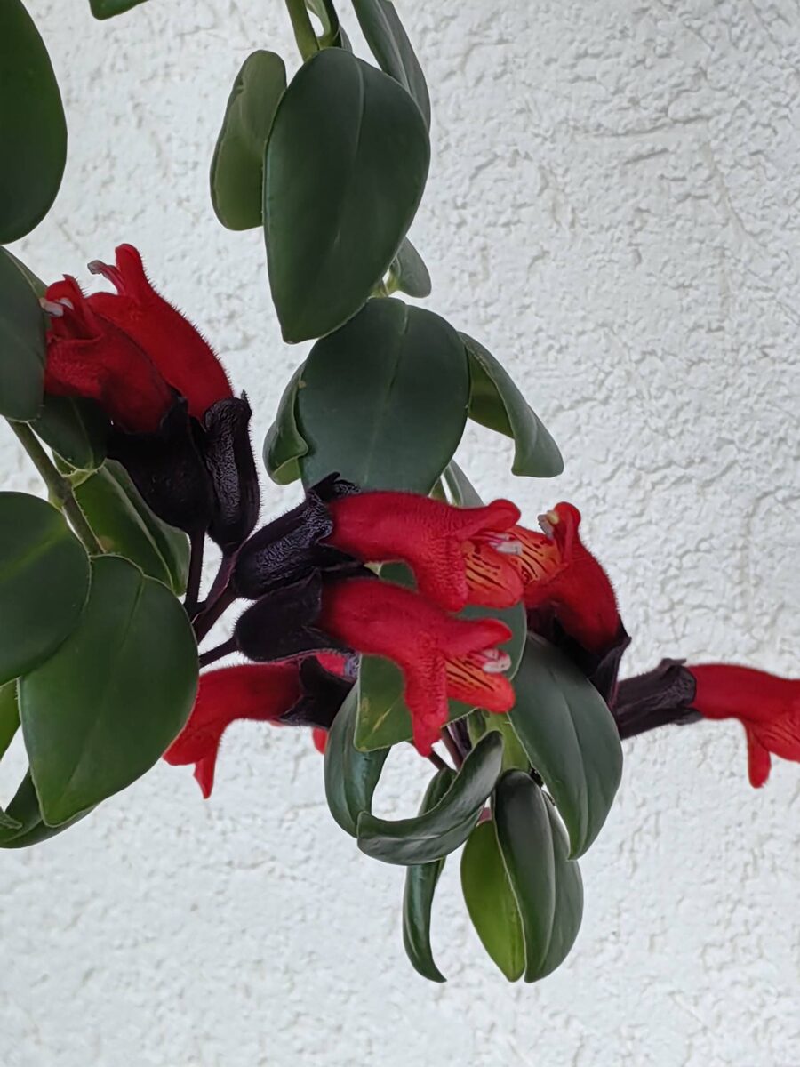 Цветение эсхинантуса Мона Лиза. Фото автора.