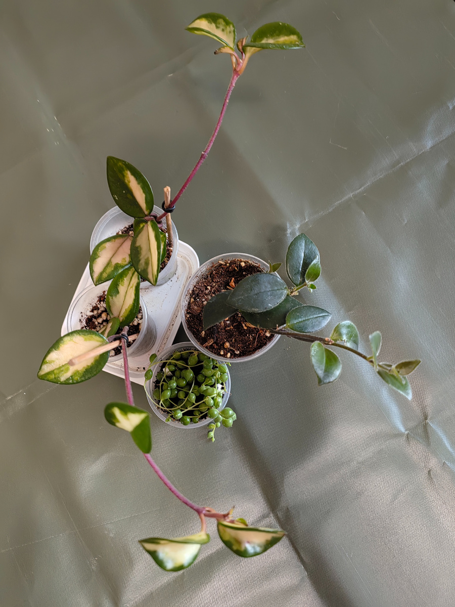 На этом фото приобретенный весной 2025 года черенок эсхинантуса. Фото автора.