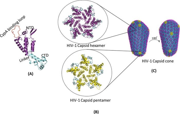    Белки капсида ВИЧ располагаются в гексамерах и пентамерах.Источник: Dwivedi R. и др./mBio, 2023