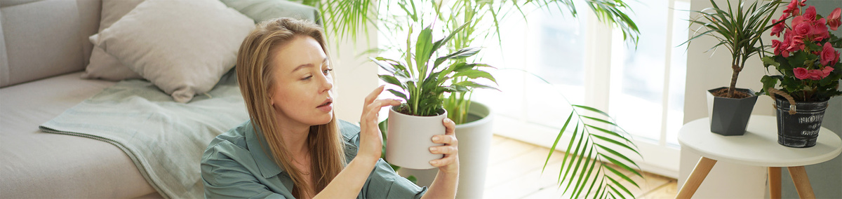 Уход за ароидными