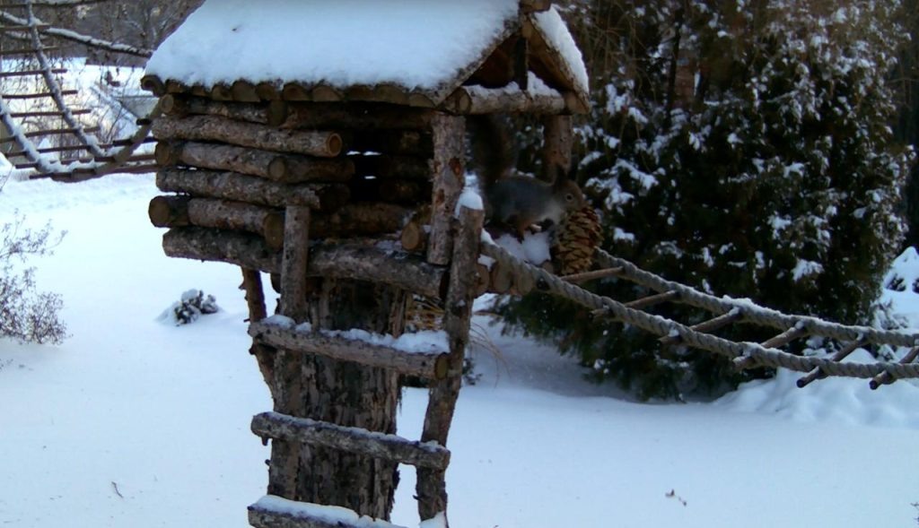    Ботанический сад-институт г. Йошкар-Ола