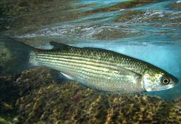 Кефаль-головач.