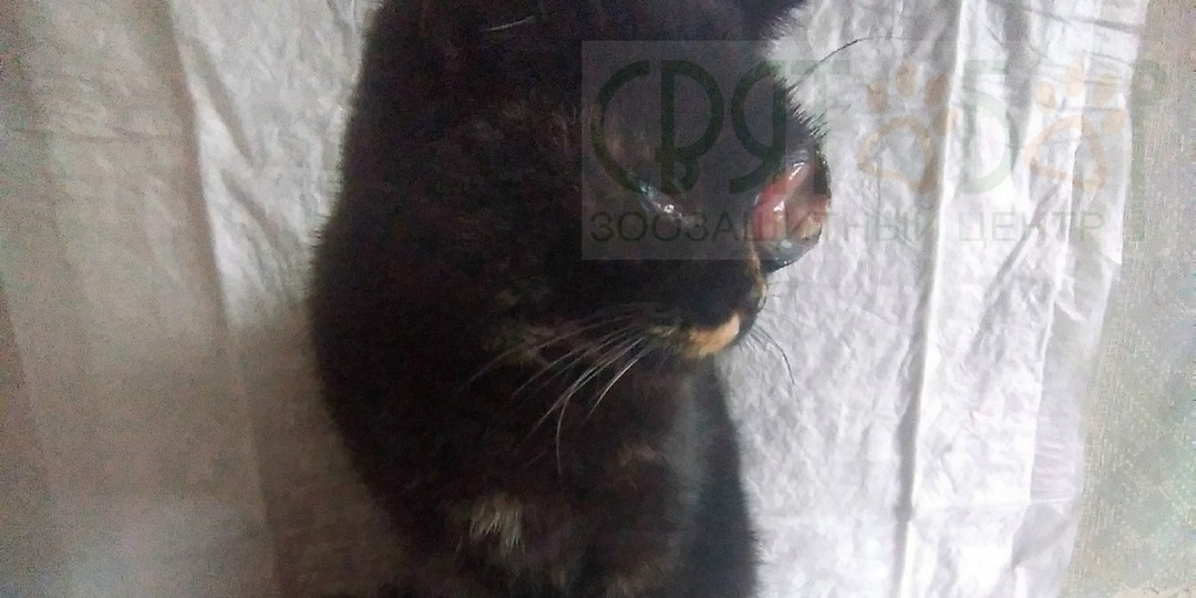 В Ростовской области кошке с лопнувшим глазом нужна дорогостоящая операция