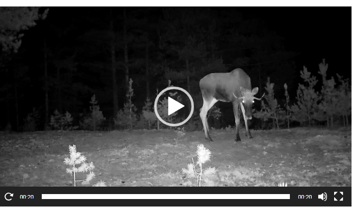 Снимок сделан фотоловушкой в Керженском заповеднике