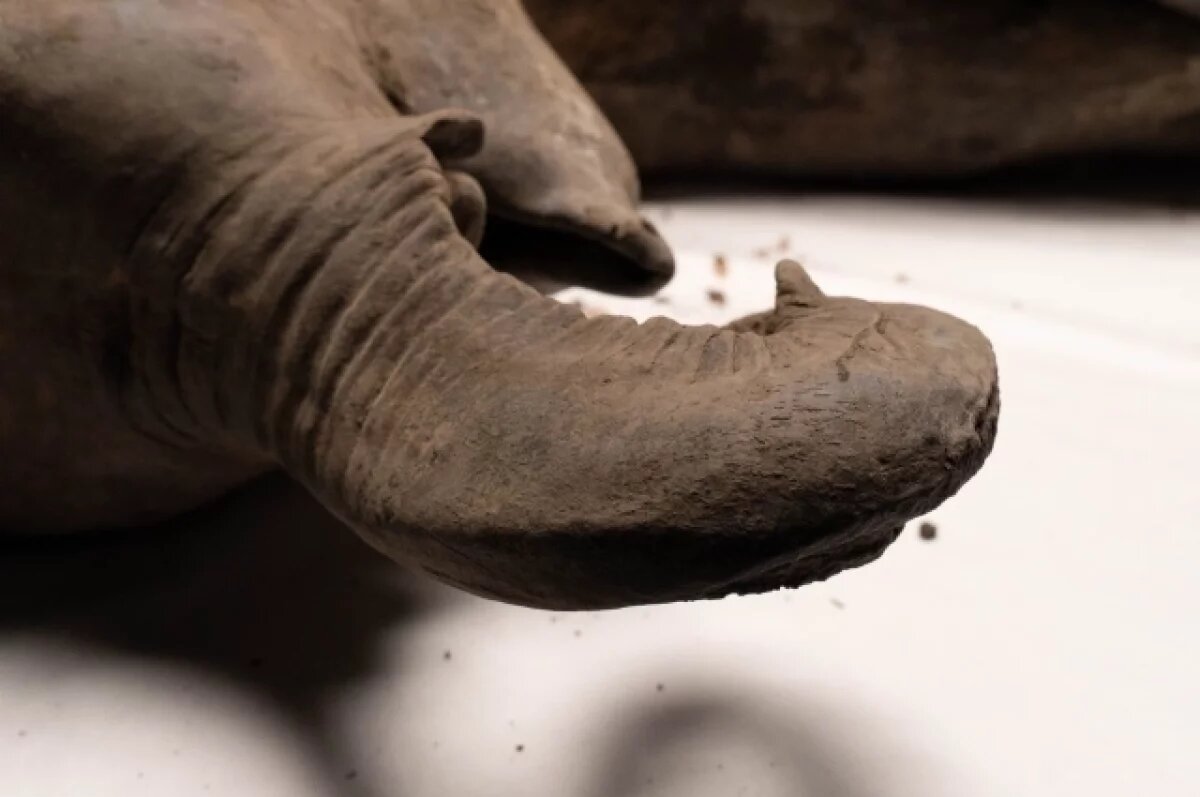    Уникальный скелет мамонта Тадибе вернулся в Салехард после реставрации