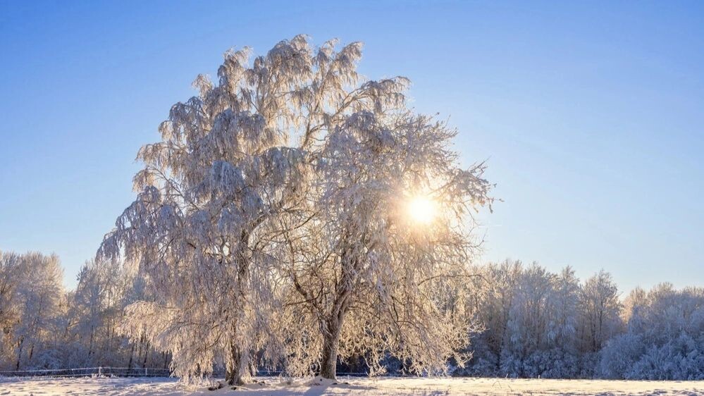    Фото: Lasse Johansson/Shutterstock/Fotodom