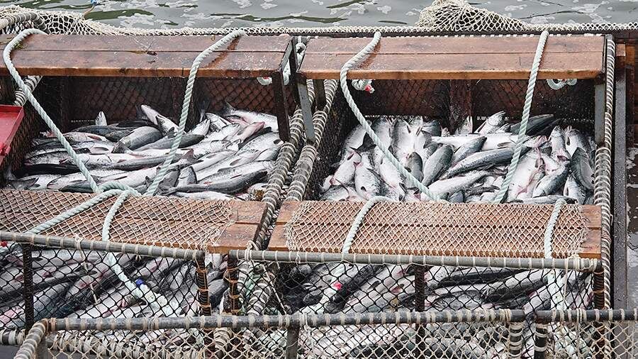    Фото: ИЗВЕСТИЯ/Павел Волков