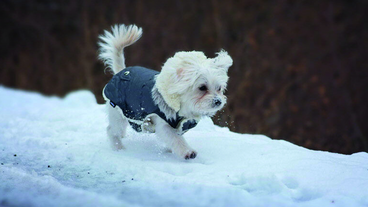 Фото - pixabay.com.